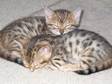 FOUR GORGEOUS Bengal Kittens from excellent pedigree....