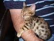 Four Gorgeous Bengal Kittens,  from excellent pedigree....