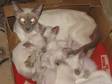Siamese Kittens for sale. We have five adorable....