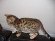 **CHRISTMAS BENGAL Kittens** Fathered by Canadian....