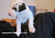 Adorable Great Dane Puppies For Sale