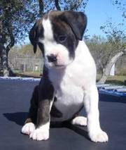 fletchdash@yahoo.com Home raised boxer puppies available