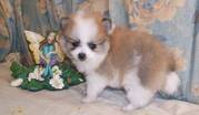Very Cute Pomeranian Puppies For Adoption