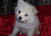 Pomeranian puppies for a good home