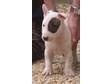 MINIATURE ENGLISH bull terrier pups for sale,  dad....
