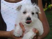 Good West Highland White Terrier Puppies Pet Lovers