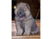 Quality UKC Registered Chow Chow Puppies For Xmas
