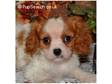 KC Cavalier King Charles Spaniels READY NOW