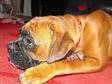 KC REG boxer male 8 months red & white he's....