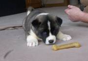 Akita Puppies Now Ready To Go For New Year Gift