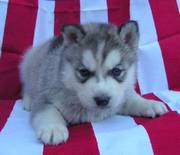ukc Reg Adorable Siberian husky puppies for better re homing
