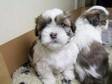 SHIH TZU Puppies 4 of the most beautiful puppies you....