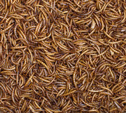 Buy quality dried mealworms to attract birds to your garden