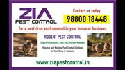 Zia Pes Control | Rodent Control Best price | 100% Result | Pest serv